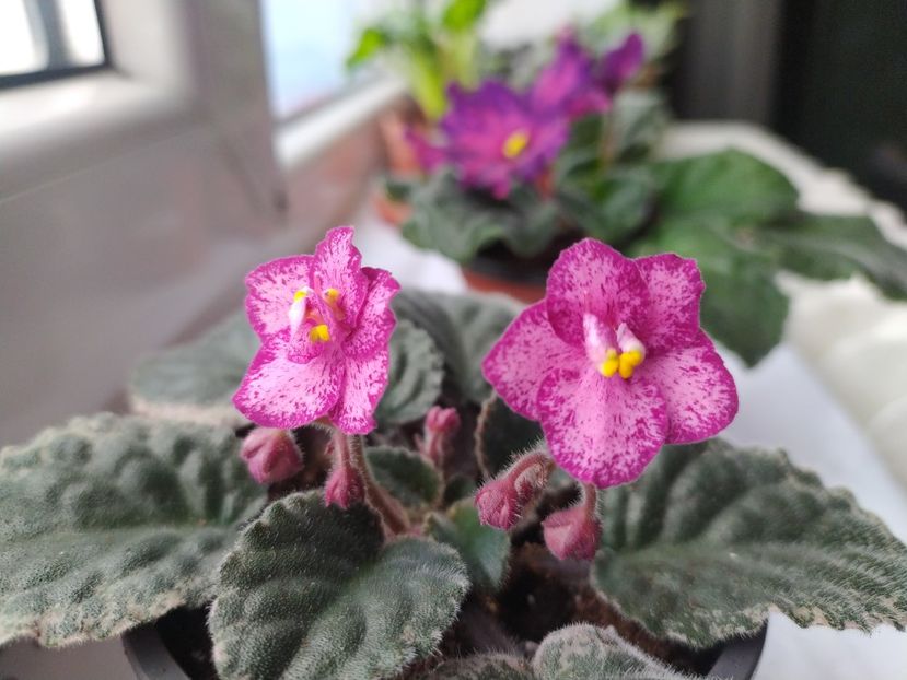 18 noiembrie 2023 - Buckeye Cherry Freckles