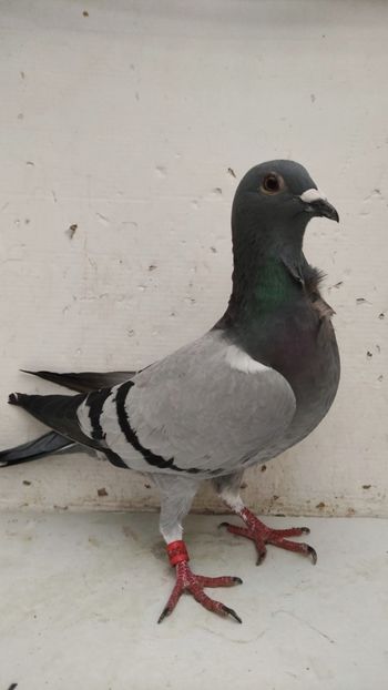  - De vanzare voiajori pui 2015