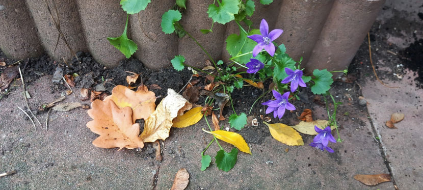  - 2023 - 03 - Toamna