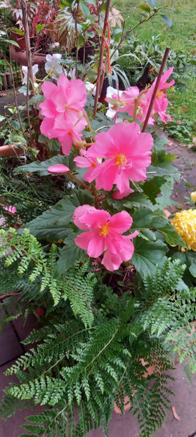  - 2023 - 03 - Toamna