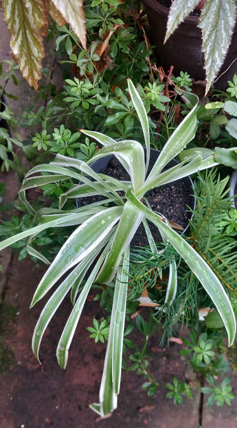  - 2023 - 03 - Toamna