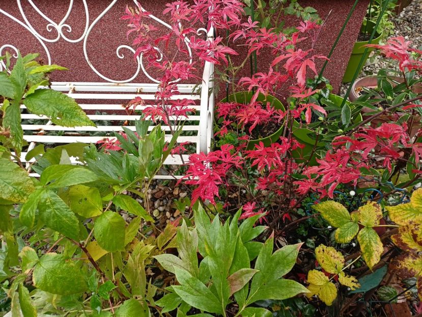  - Grădina 2023 continuare 5