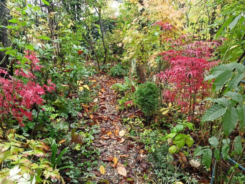  - Grădina 2023 continuare 5