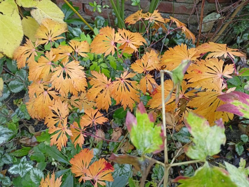 Mai Kujaku - Grădina 2023 continuare 5