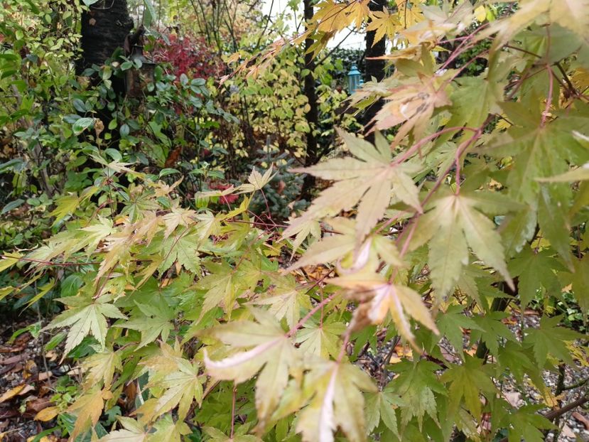  - Grădina 2023 continuare 5