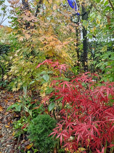  - Grădina 2023 continuare 5