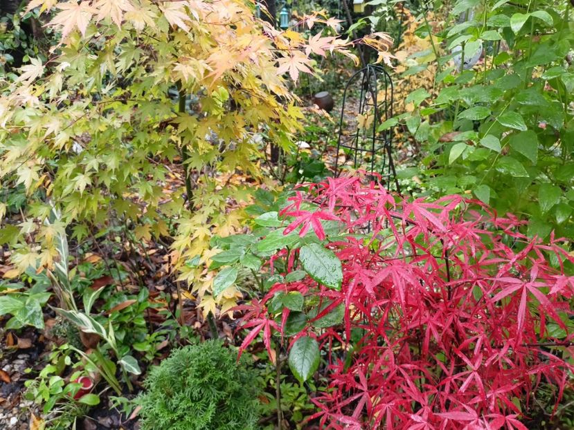 Asahi-Zuru și Hubb's Red Willow - Grădina 2023 continuare 5