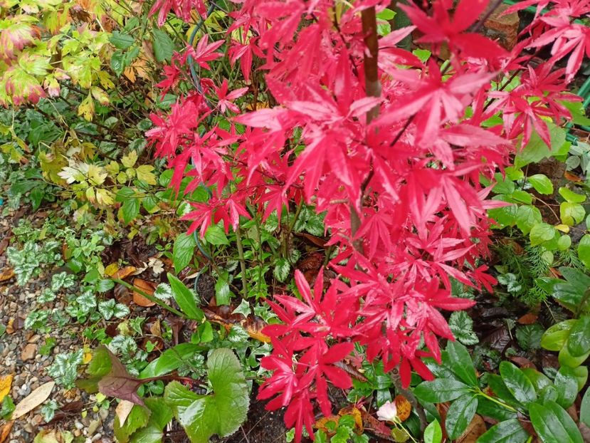 Pixie - Grădina 2023 continuare 5