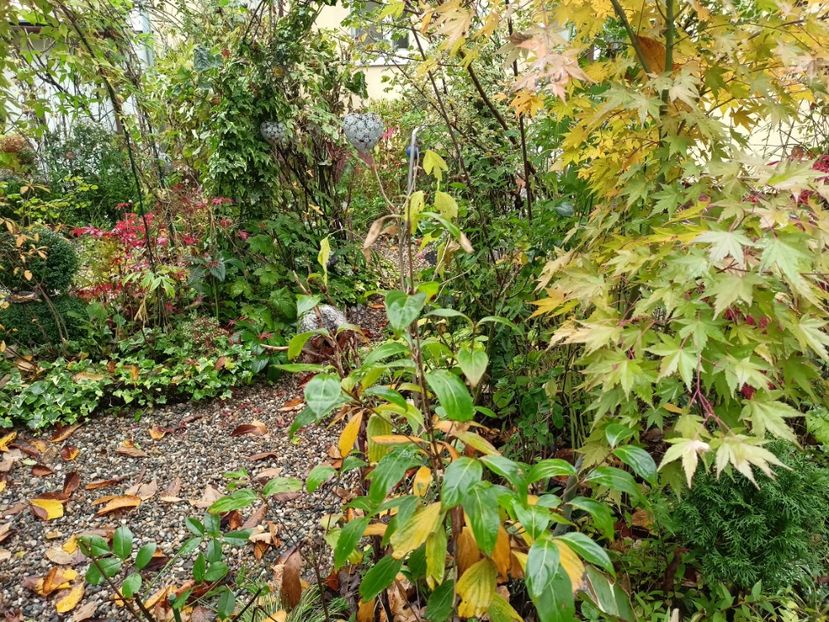 Asahi-Zuru - Grădina 2023 continuare 5