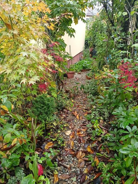  - Grădina 2023 continuare 5