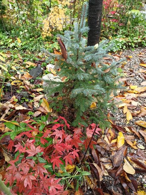 Atropurpureum - Grădina 2023 continuare 5