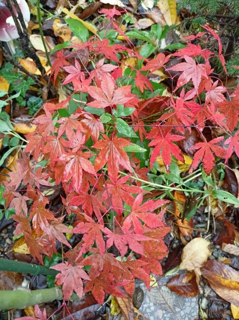 Atropurpureum - Grădina 2023 continuare 5