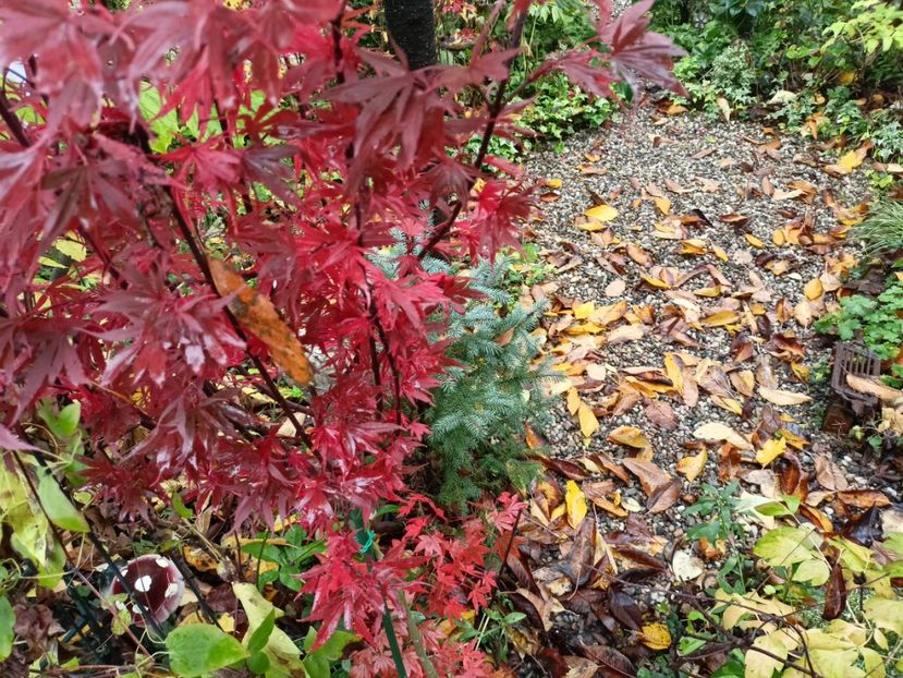 Shaina - Grădina 2023 continuare 5