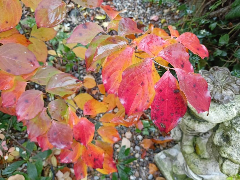  - Grădina 2023 continuare 5