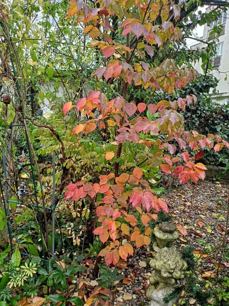 Cornus kousa "Milky Way" - Grădina 2023 continuare 5