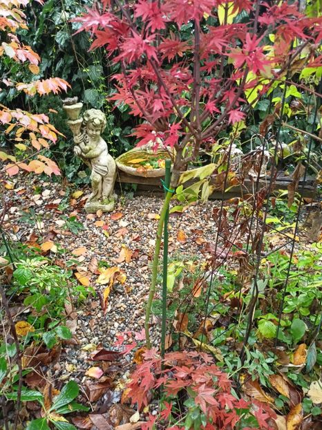 Shaina și Atropurpureum - Grădina 2023 continuare 5