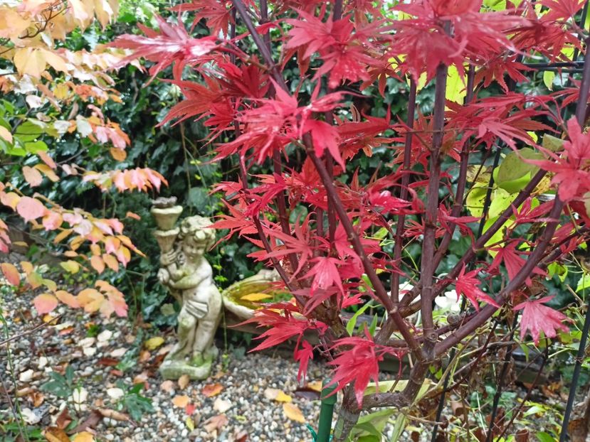  - Grădina 2023 continuare 5