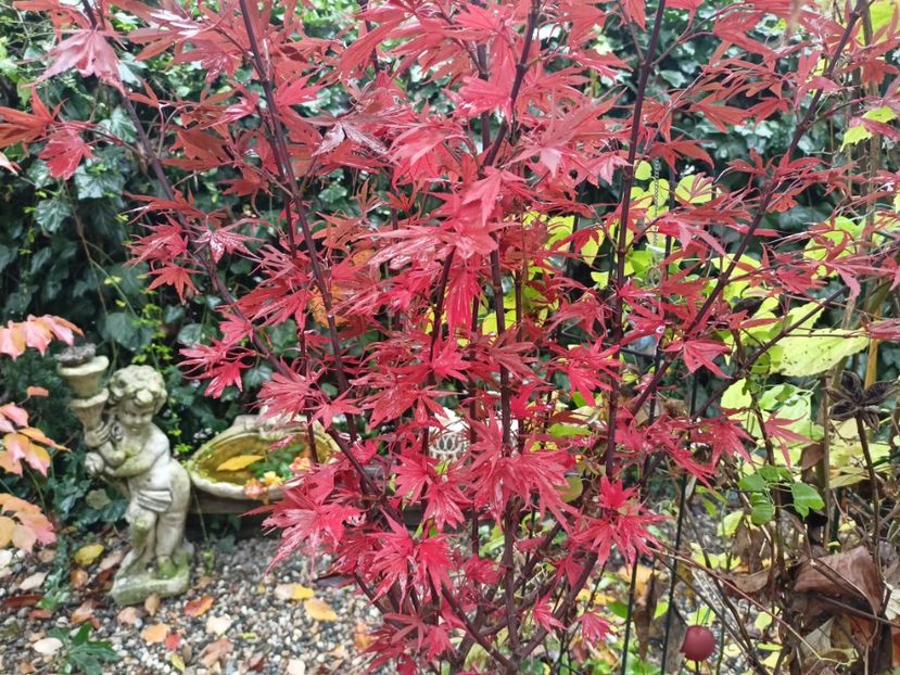 Shaina - Grădina 2023 continuare 5