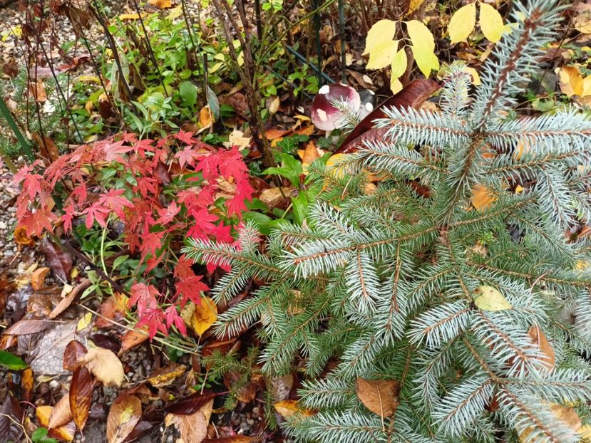 Atropurpureum - Grădina 2023 continuare 5