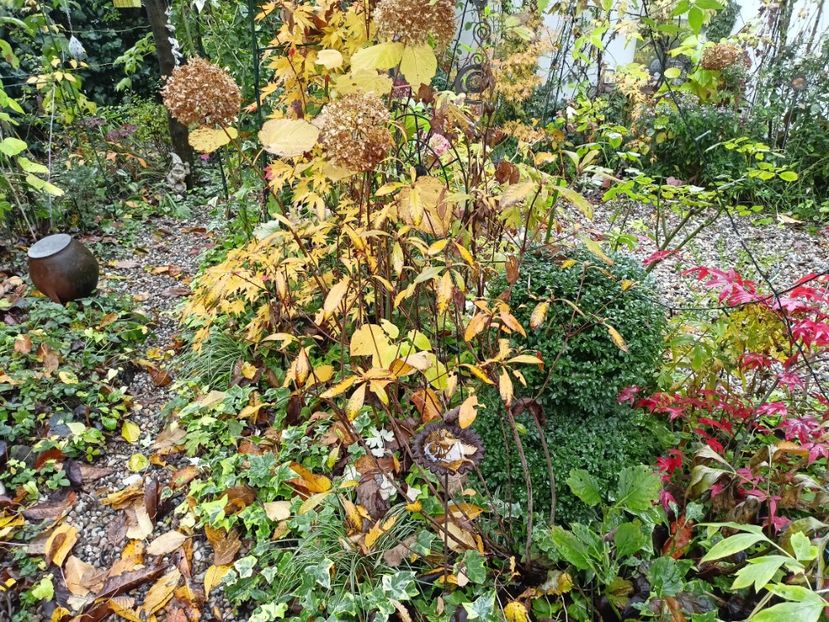  - Grădina 2023 continuare 5