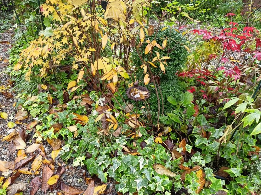  - Grădina 2023 continuare 5