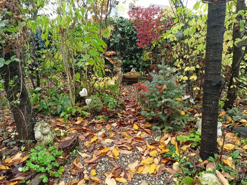  - Grădina 2023 continuare 5