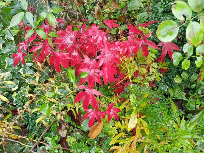 Osakazuki - Grădina 2023 continuare 5