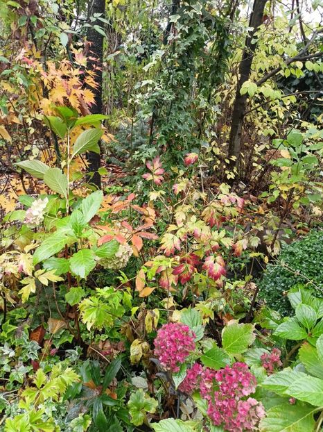  - Grădina 2023 continuare 5