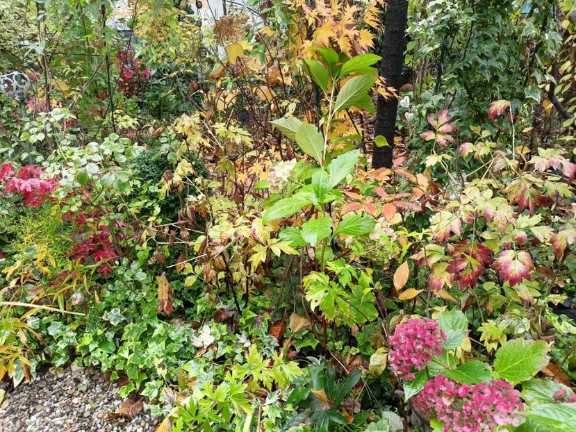  - Grădina 2023 continuare 5