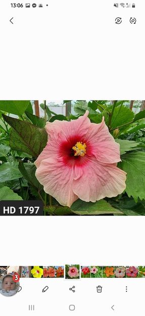 Screenshot_20231118-130653_Gallery - Lastari 2023