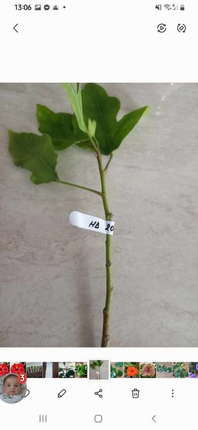 Screenshot_20231118-130625_Gallery - Lastari 2023