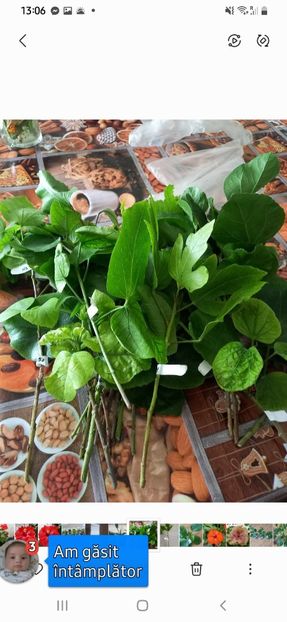 Screenshot_20231118-130618_Gallery - Lastari 2023