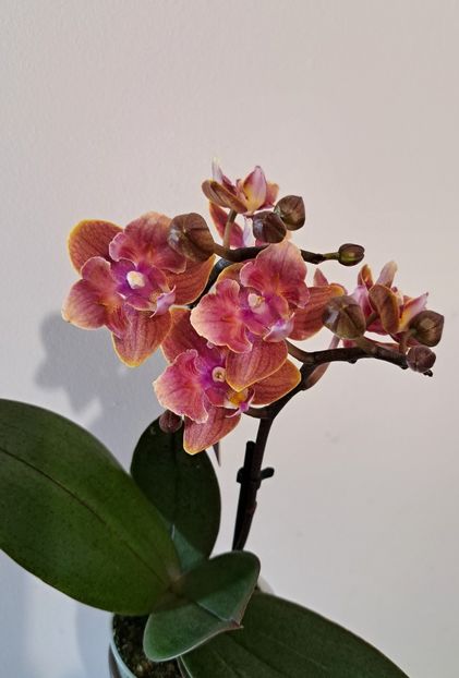  - Phalaenopsis 2