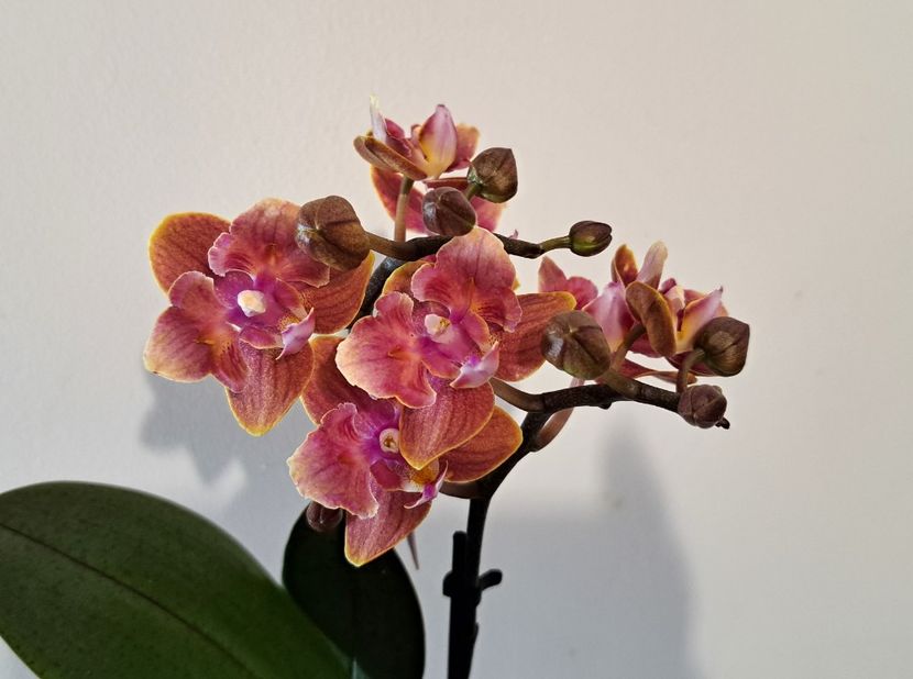 Dusty Belle ( Butterfly) - Phalaenopsis 2