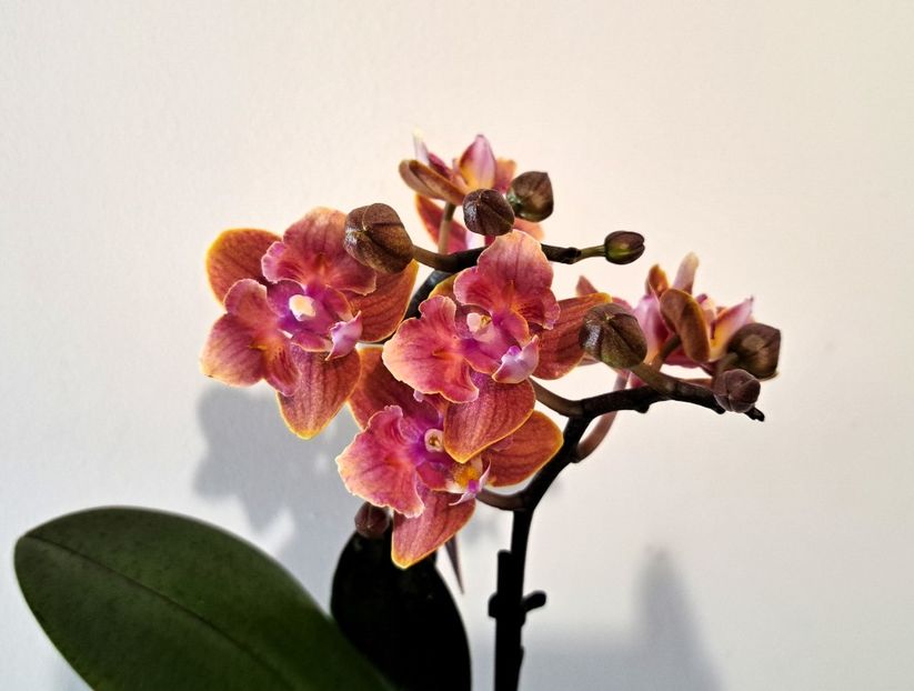  - Phalaenopsis 2