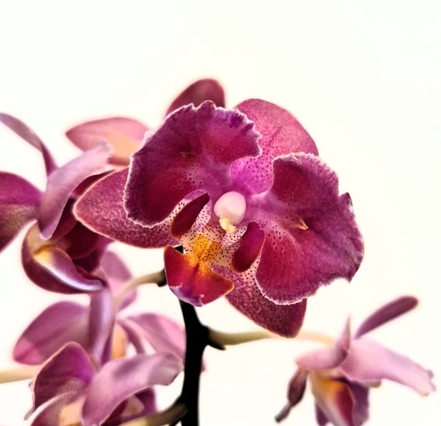  - Phalaenopsis 2