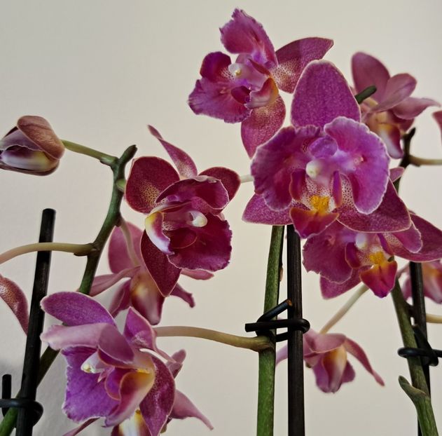  - Phalaenopsis 2