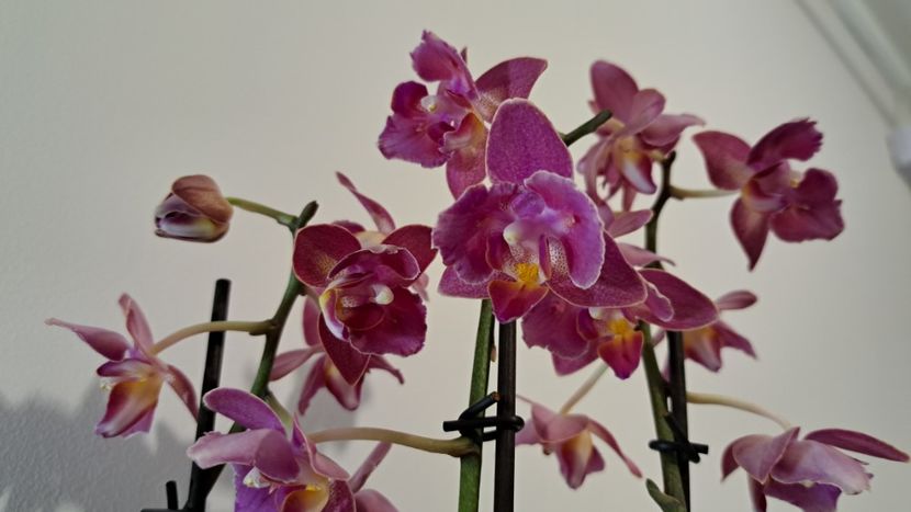  - Phalaenopsis 2
