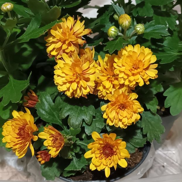  - Bucurii pentru mama