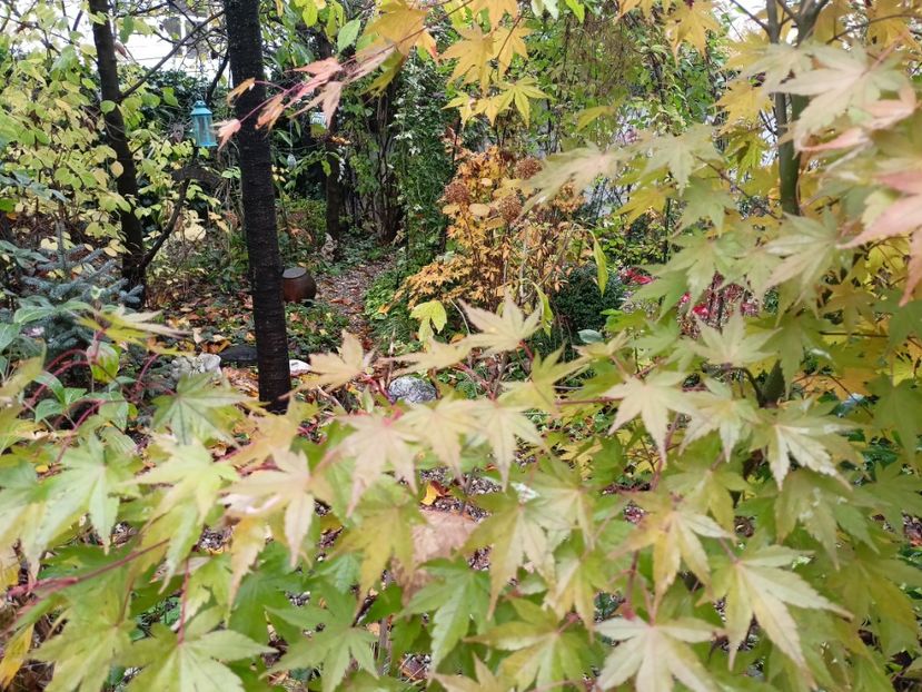 Asahi-Zuru - Arțari