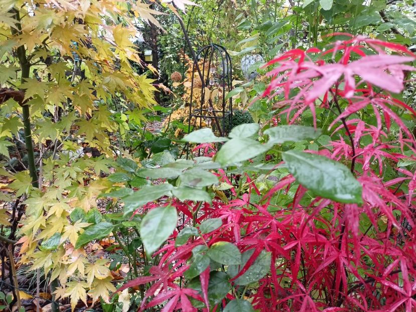 Asahi-Zuru și Hubb's Red Willow - Arțari