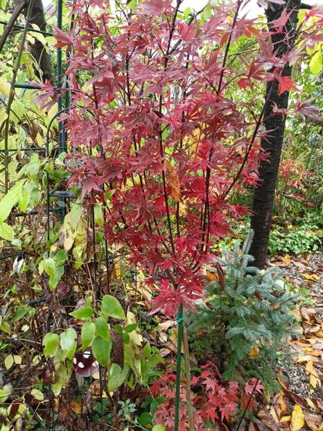 Shaina și Atropurpureum - Arțari