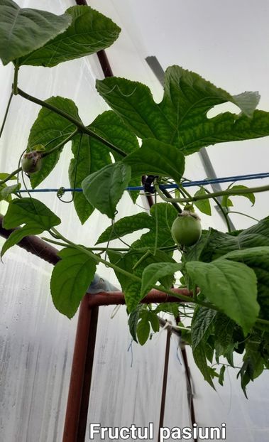 18 11 2023 - Fructul pasiunii 2023