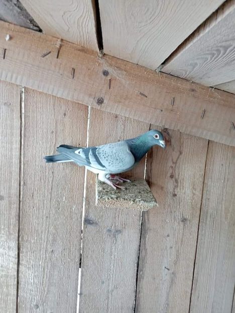  - Nu îmi aparțin 6