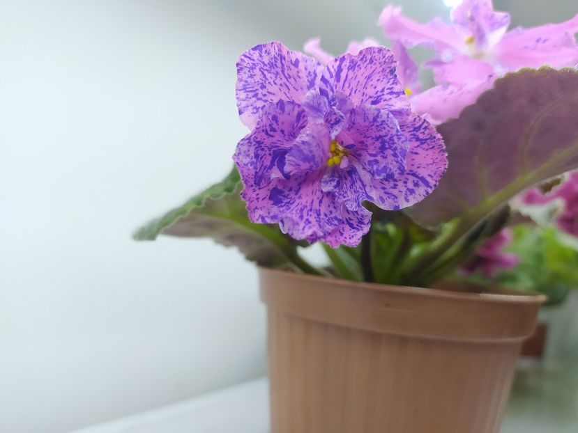 18 noiembrie 2023 - LE Marusya