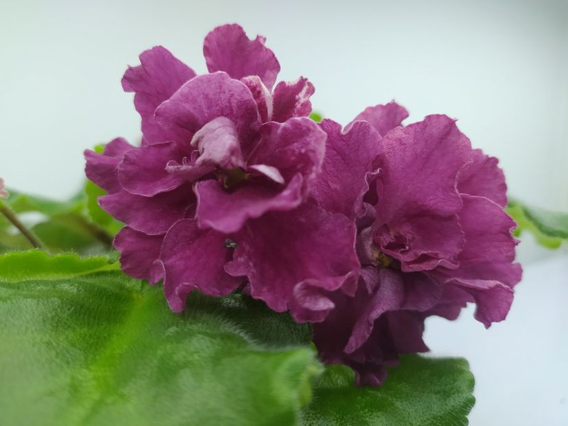 18 noiembrie 2023 - BR Krasnaya Roza