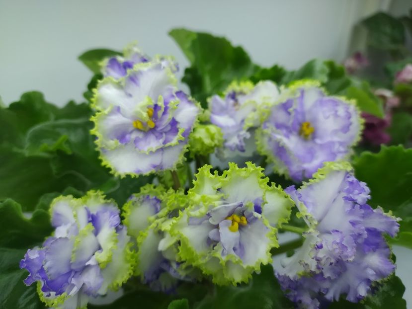 18 noiembrie 2023 - Alen Electric Blue