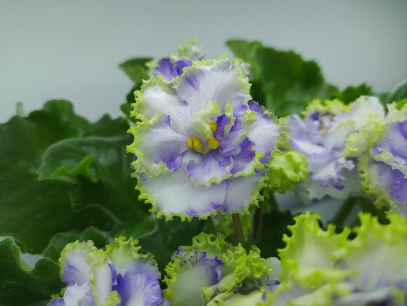 18 noiembrie 2023 - Alen Electric Blue