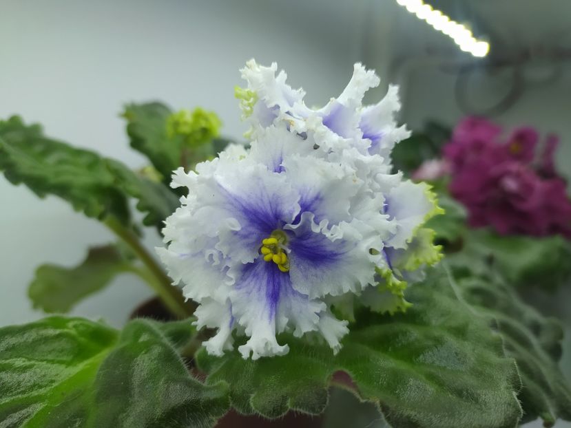 18 noiembrie 2023 - RM Illyria