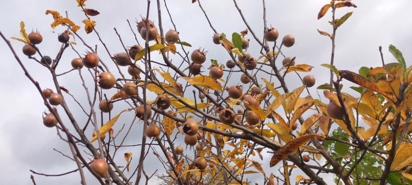  - 2023 - 03 - Toamna